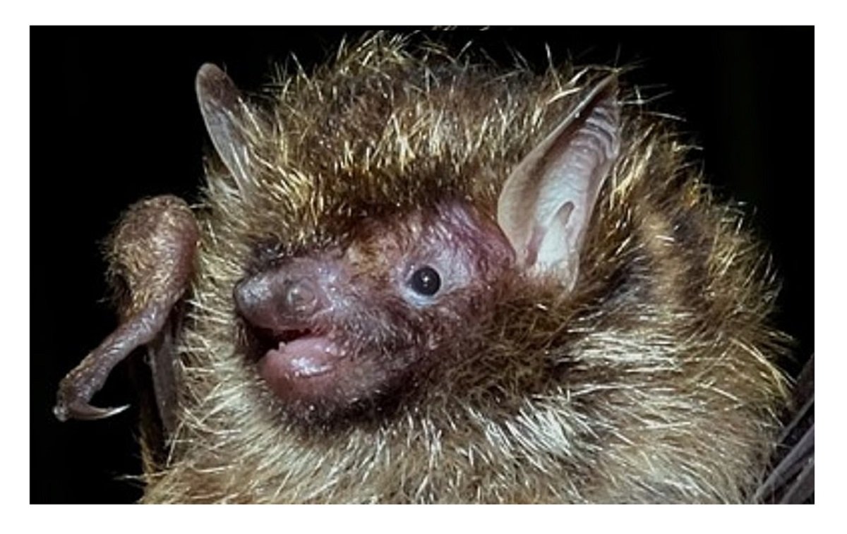 Golden-haired tube-nosed bat found in Mizoram, expands India’s wildlife ...