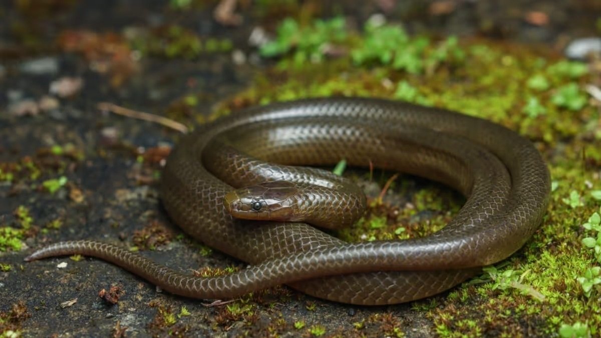 Scientific breakthrough in Mizoram: New reed snake species identified ...